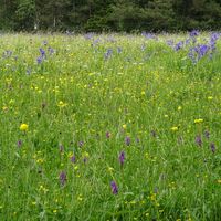 Wiese mit Sibirischer-Schwertlilie
