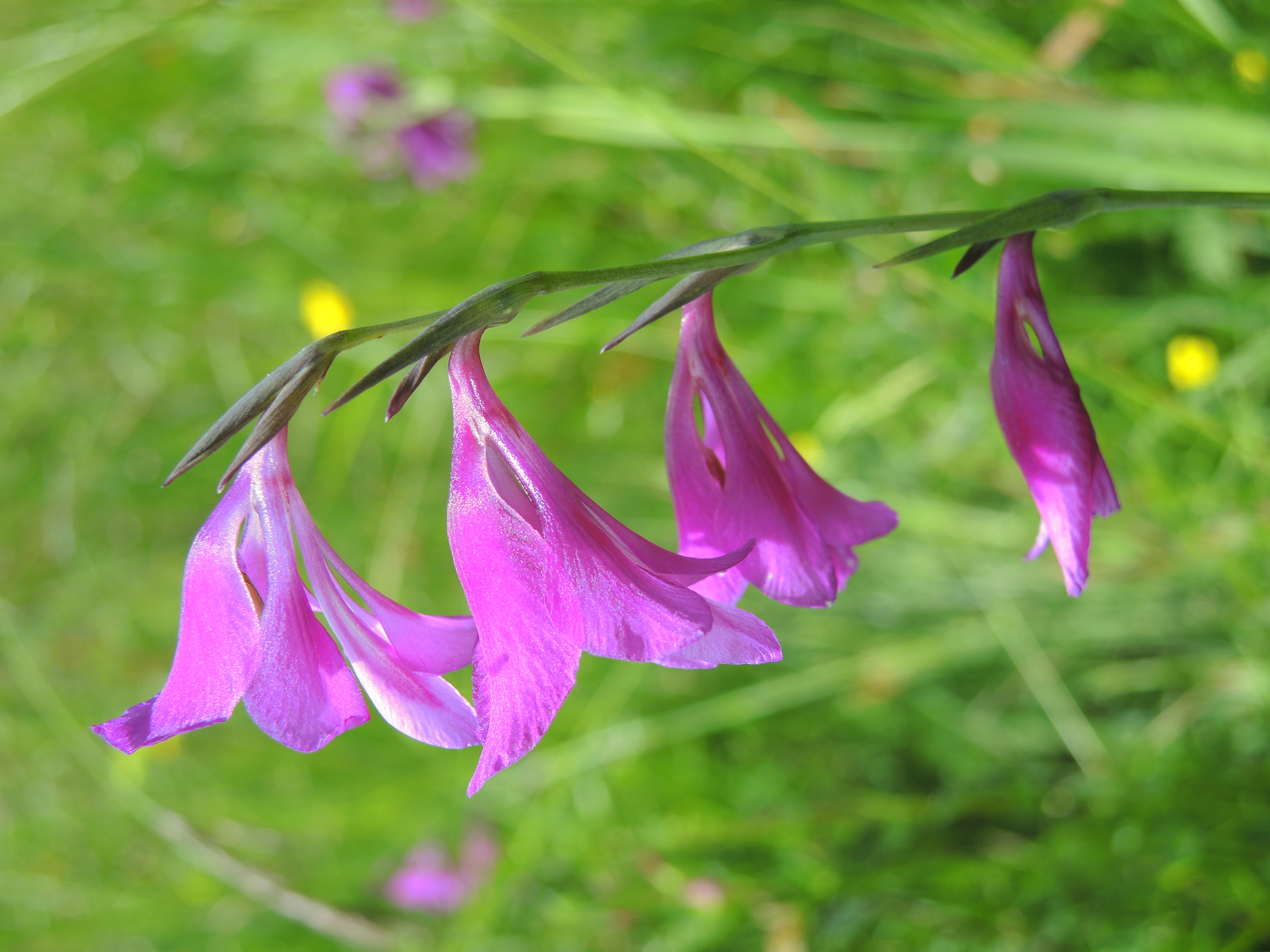 Sumpfgladiole